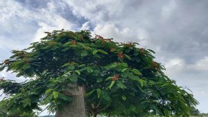 A beautiful tree with bright red flowers and fresh green leaves.