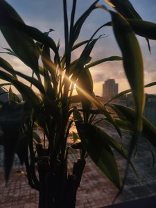 The sun shining through the leaves, building in the background, sunset sky.