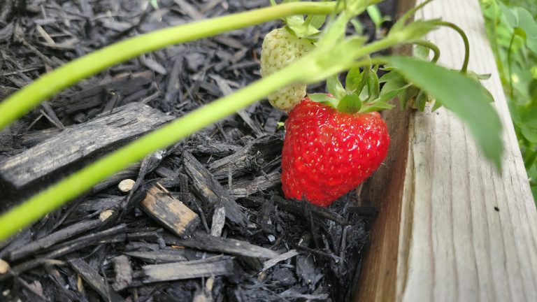 Ripe summer strawberry, ready to be plucked in a home garden with dark brown woodchips around it