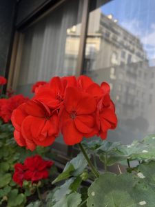 Red geranium next a window.  Tall buildings seen through the window.