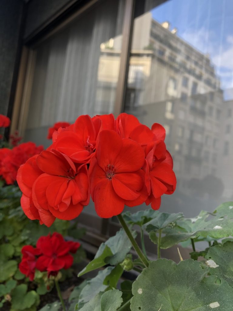 Red geranium next a window.  Tall buildings seen through the window.