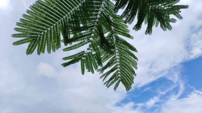 Green fern-like leaves extend against a backdrop of a cloudy sky with patches of blue.