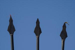 Two dragonflies perched on the tips of iron fence spikes against a clear blue sky.