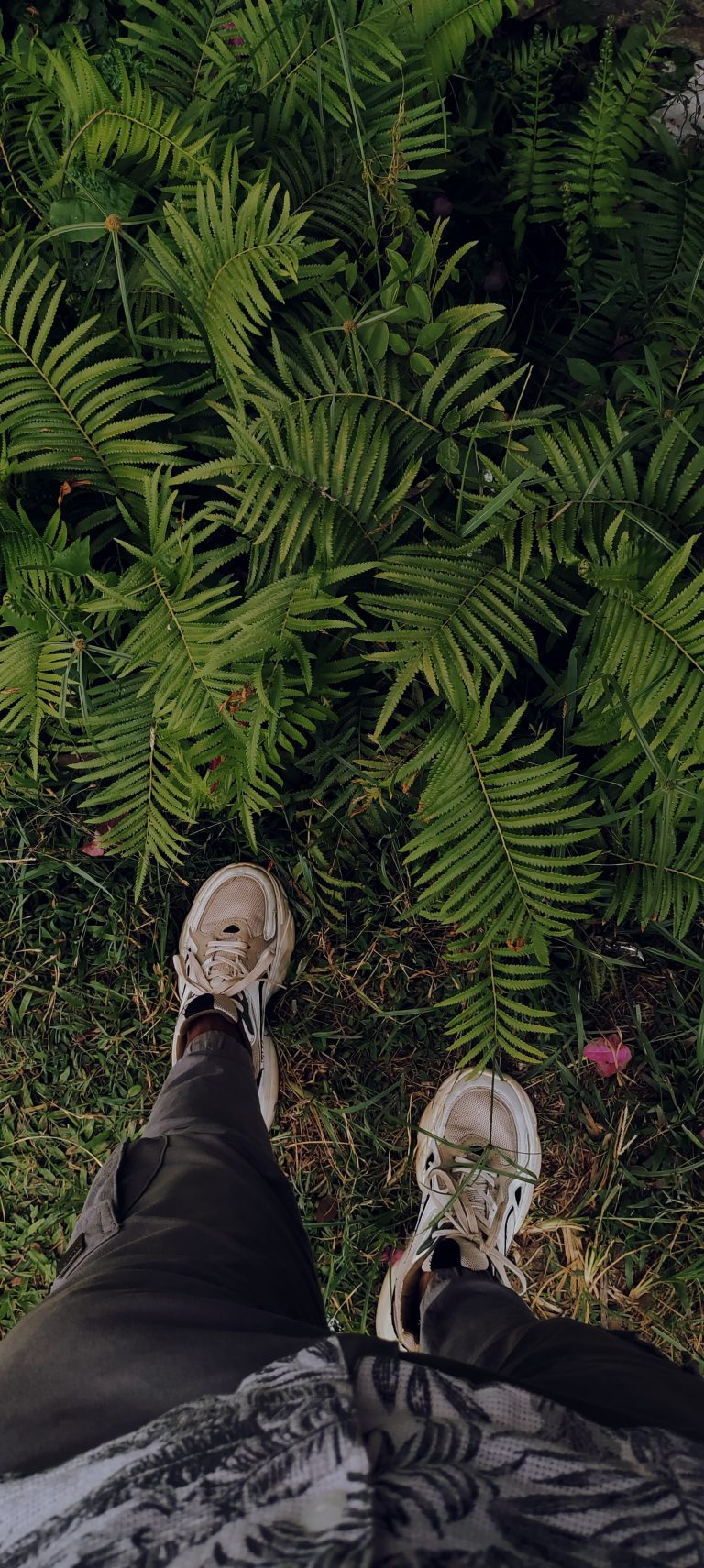 Top-down view of a person standing on a patch of grass, surrounded by lush green fern leaves.