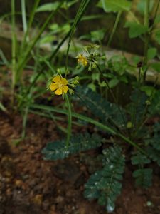 Yellow Woodsorrel in a dim wet forest.