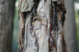  A close-up of tree bark with dark sap oozing from its crevices, highlighting the tree’s natural healing process.
