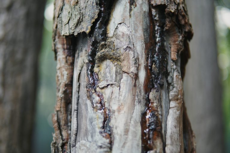 A close-up of tree bark with dark sap oozing from its crevices, highlighting the tree’s natural healing process.