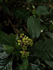 Miconia, bright green berries set against dark green leaves.