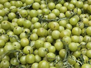 Close up of Indian gooseberry (Phyllanthus emblica) fruits. From Kozhikode, Kerala, India. 