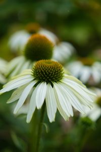 A nice flower with white and green colors.