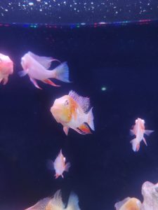 A vibrant community of albino thread fin Accra swimming in a dark aquarium, with a few bright reflections on the water surface.