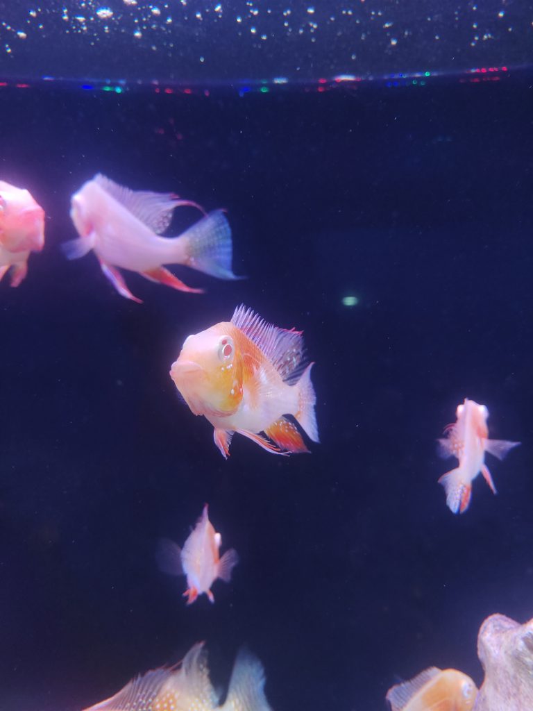 A vibrant community of albino thread fin Accra swimming in a dark aquarium, with a few bright reflections on the water surface.