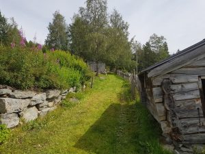  An old cart road between old wooden structures, wild flowers and birch trees are seen along the sides.