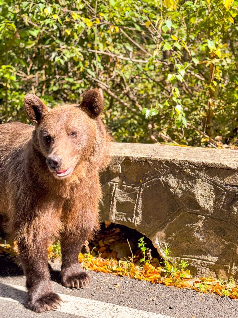 bear headshot, Transfagarasan road, Romania