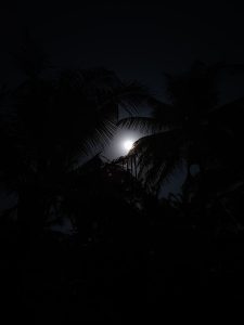 View larger photo: The moon shining through coconut tree leaves at night.