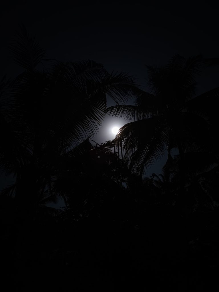 The moon shining through coconut tree leaves at night.