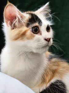 Cat closeup, looking off to its left.