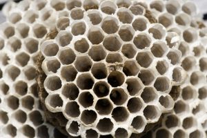 The inner part of a wasp's nest