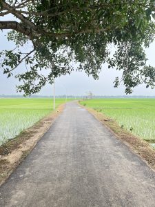 View larger photo: village roads with paddy and trees