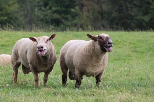 View larger photo: Two Rams in a field.