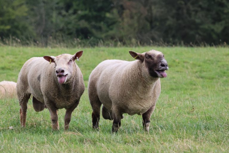 Two Rams in a field.