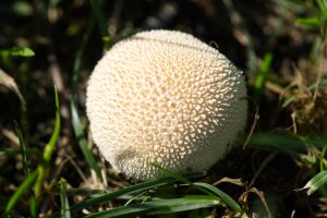 View larger photo: The fruiting body of a meadow puffball (Lycoperdon pratense) in the grass.