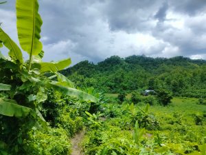 View larger photo: A view of a hill with dense green vegetation. Palm leaves can be seen in the foreground. The sky is cloudy and grey.