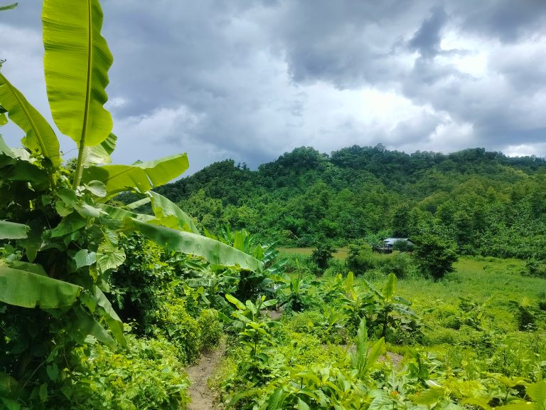 A view of a hill with dense green vegetation. Palm leaves can be seen in the foreground. The sky is cloudy and grey.