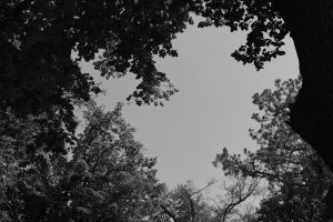  A black and white photograph looking up at at the sky through of the trees.