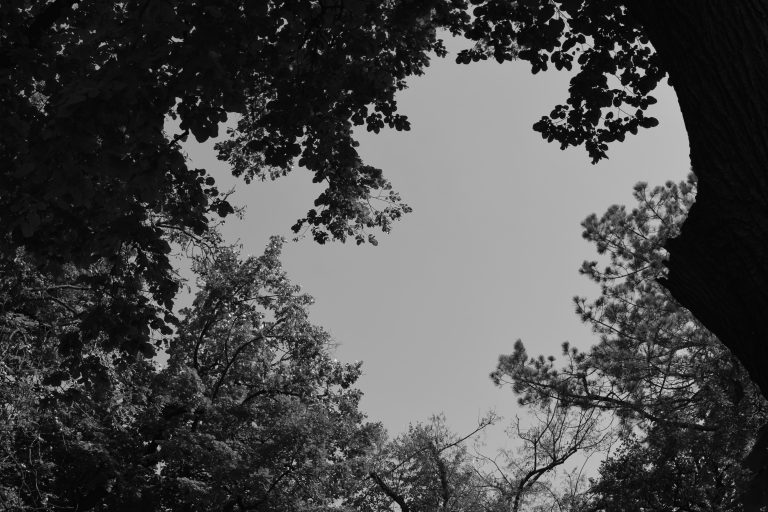 A black and white photograph looking up at at the sky through of the trees.