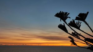 View larger photo: Sunset, sea and a small tree