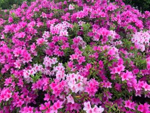 千葉県大網白里市　小中池　つつじの植え込み　/　konaka pond, ooamishirasato-shi, chiba azalea planting