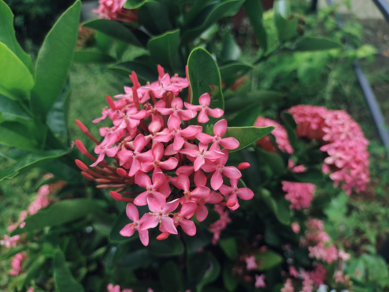 The ixora, a popular ornamental plant, is known for its vibrant flowers and fragrance. This stunning bloom is a common sight in gardens throughout Kerala.