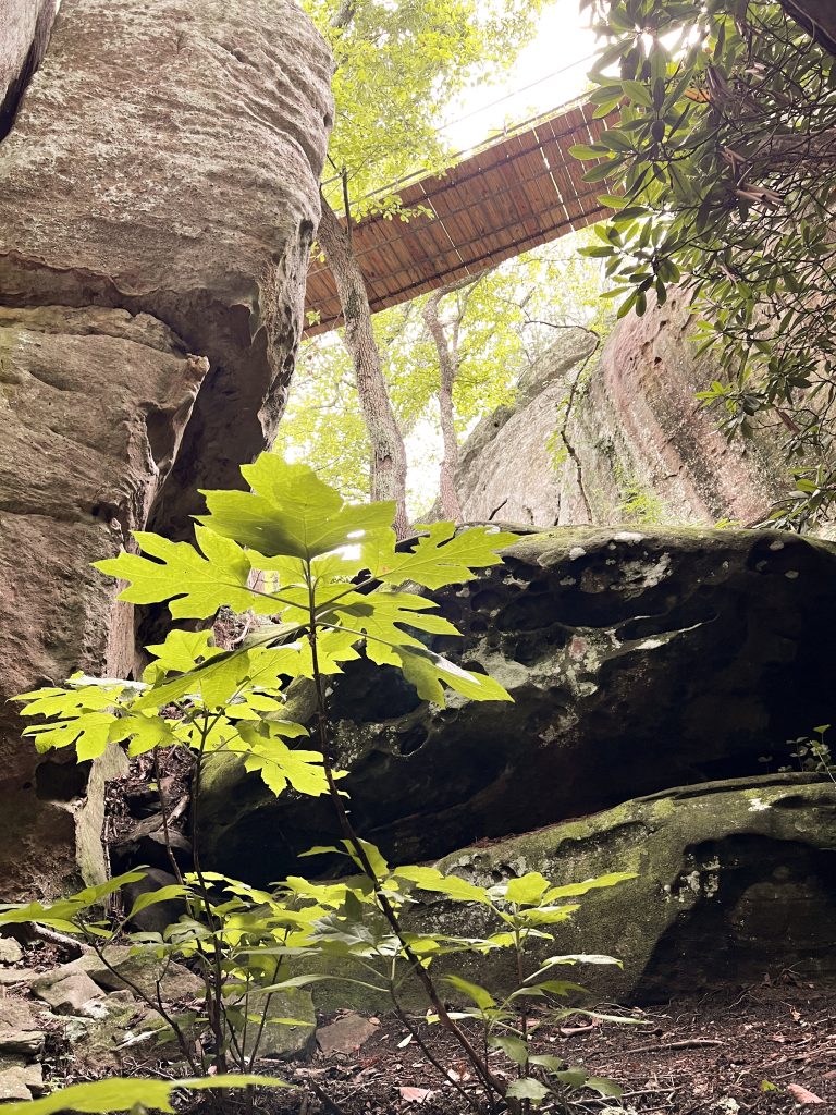 A rocky landscape with large boulders and green foliage in the foreground. Above, a wooden bridge connects across the top of the rocks, with trees and leaves visible against a bright sky.