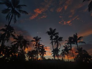 View larger photo: A stunning silhouette of tall coconut trees stands against a vibrant sunset sky