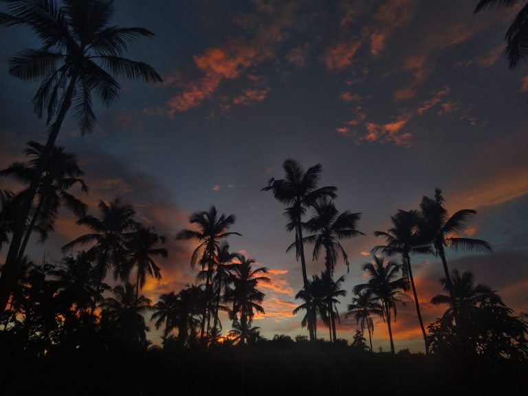 A stunning silhouette of tall coconut trees stands against a vibrant sunset sky