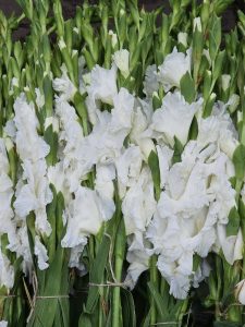 White Gladiolus flowers kept as bunches in street for sale. From K R Market, Bengaluru, Karnataka