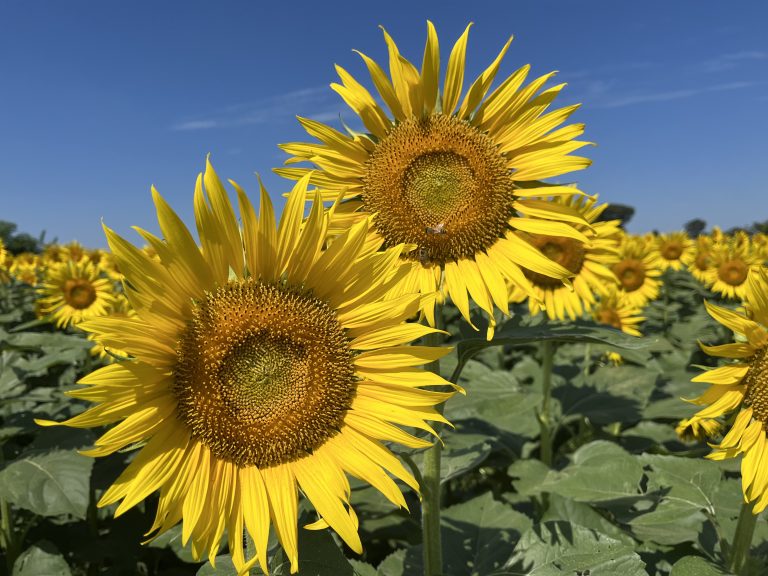 Sunflower plants