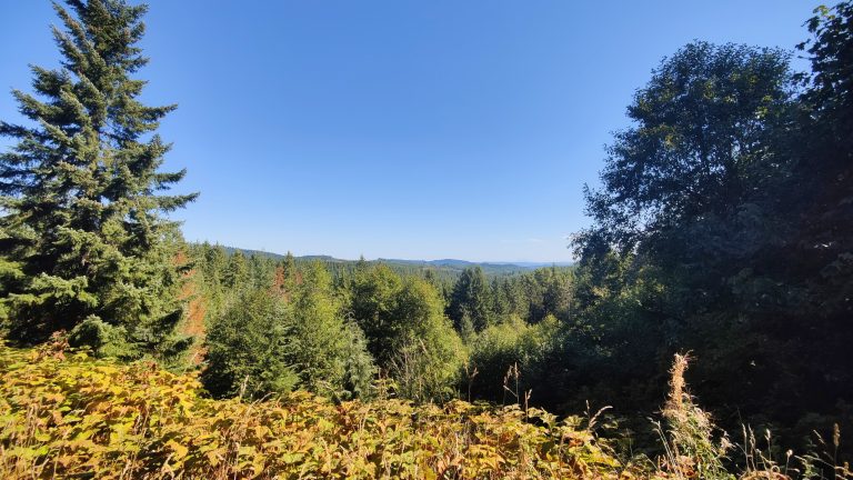 Viewpoint of forest and horizon in Oregon, USA