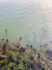  Watermoss, just uner the surface of the water.