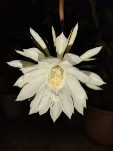 A Bethlehem lilly (a flower that blooms only at night) as seen in a home garden in India.