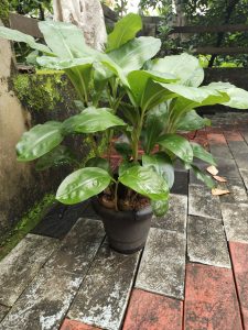  Peace Lilly in a pot
