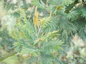 View larger photo: New fronds on a lush fern tree.