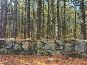 Pine needles cover an old stone wall in the woods of southern New England. 