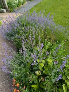 Lavender bushes with purple spiky flowers with hellebore plants growing within them, from a garden in Devon, England. 