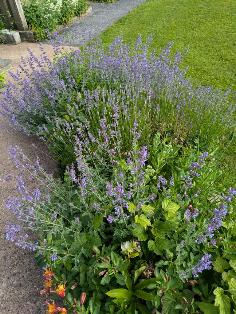 Lavender bushes with purple spiky flowers with hellebore plants growing within them, from a garden in Devon, England.