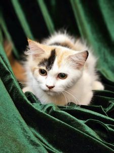 Cat sitting on a green towel 