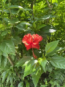 View larger photo: A red wild flower against a backdrop of green leaves.