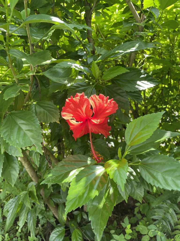 A red wild flower against a backdrop of green leaves.