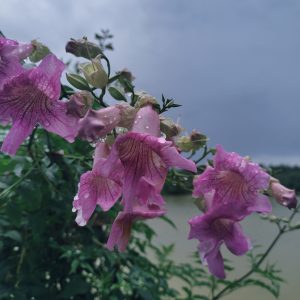 Pink trumpet vines, kissed by raindrops